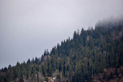 Pine trees in forest against sky