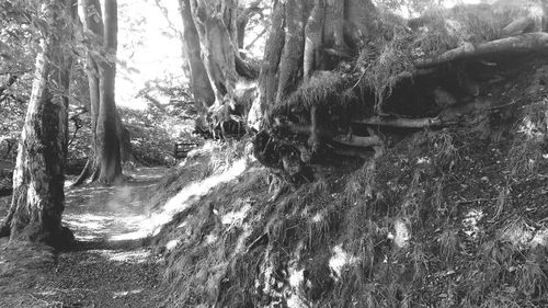 Trees in forest