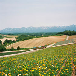 Scenic view of grassy field against sky