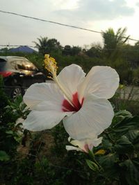 Close-up of white hibiscus blooming against sky