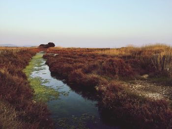 Scenic view of agricultural field against clear sky