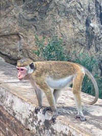 Side view of a monkey