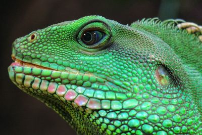 Close-up of green lizard