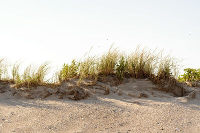 Plants growing in sand at beach against clear sky