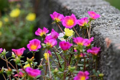 Close-up of pink flowers against blurred background