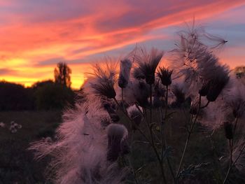 Close-up of flowering plants on field during sunset