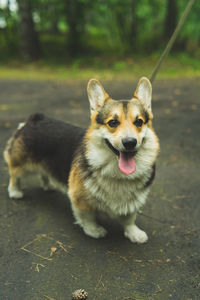 Corgi welsh pembroke smiles and lies in the summer grass