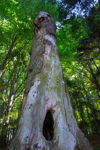 Low angle view of tree trunk in forest