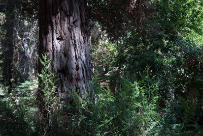 Trees in forest