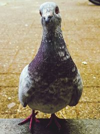 Close-up of pigeon