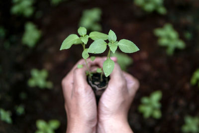 Cropped hands holding sapling in yard