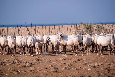 Group of arabian oryx on field shows their backs but one of them fearlessly shows his face against.