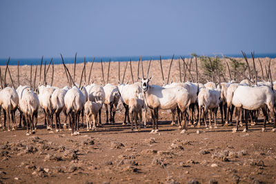 Sheep on field against clear sky