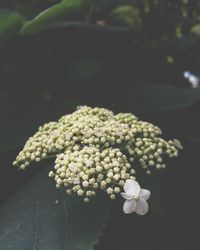 Close-up of flowers blooming outdoors