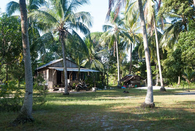 Palm trees in park