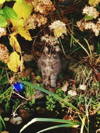 Cat in back yard