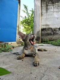 Cat lying on a wall