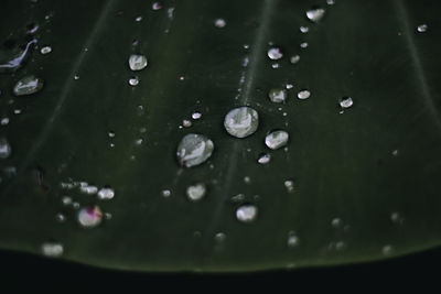 Close-up of water drops on leaves