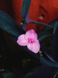 Close-up of pink orchid