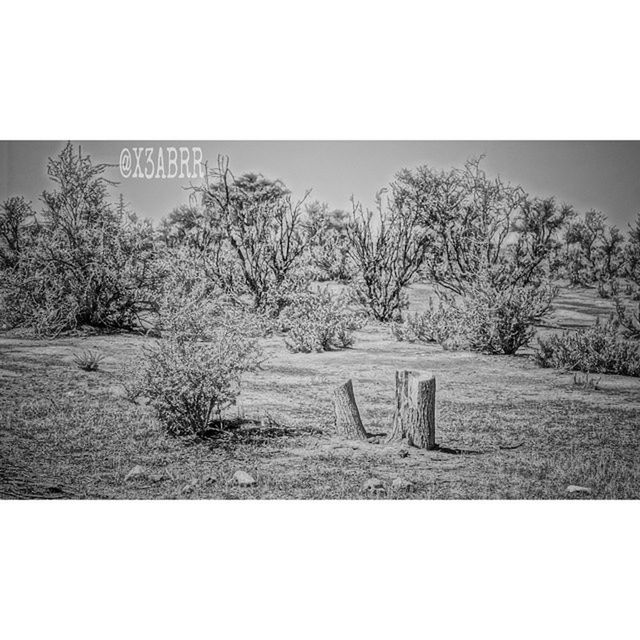 transfer print, tree, auto post production filter, tranquility, field, tranquil scene, grass, landscape, growth, clear sky, nature, day, sky, plant, outdoors, scenics, no people, copy space, beauty in nature, rural scene