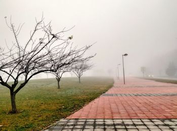 Bare tree on footpath by street against sky