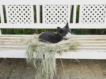 Portrait of cat sitting on bench