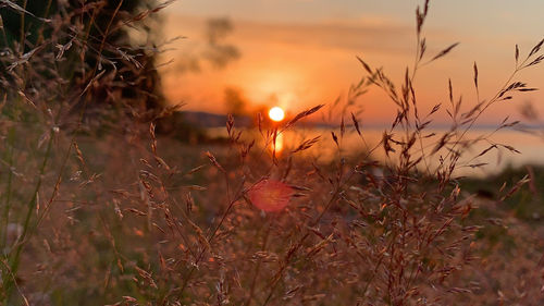 Close-up of orange flowering plants on field during sunset