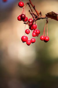 Close-up of red berries growing on tree