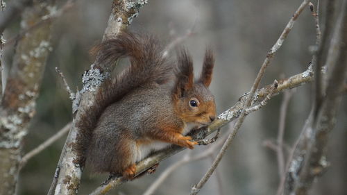 Close-up of squirrel on branch