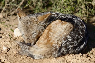 High angle view of black-backed jackal sleeping on field