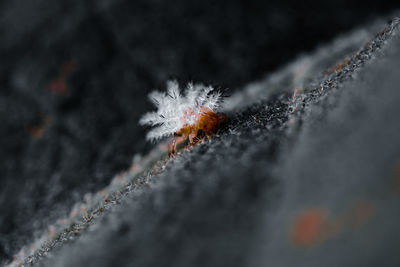 Close-up of snow on leaf during winter