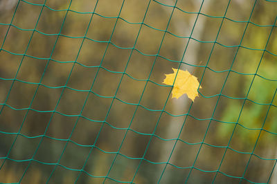 Close-up of yellow flower on fence