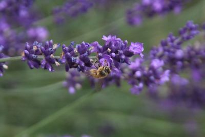 Close-up of bee pollinating on purple flower