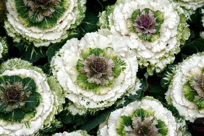 Close-up of white flowering plants