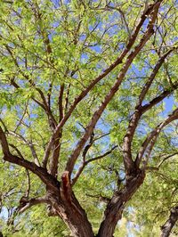 Low angle view of tree