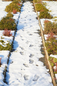 High angle view of snow covered footpath by trees