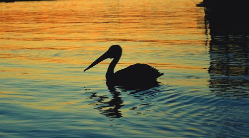 Silhouette duck swimming in lake