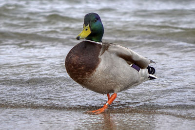 Bird on a lake