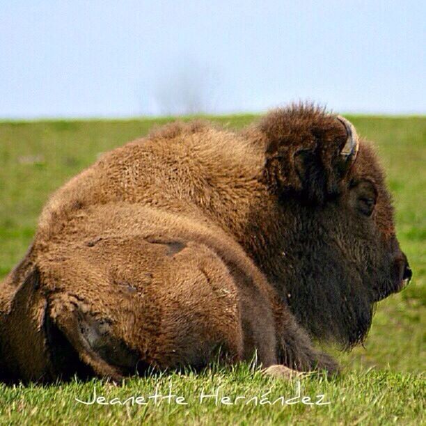 animal themes, grass, mammal, field, one animal, domestic animals, grassy, wildlife, livestock, animals in the wild, landscape, relaxation, nature, focus on foreground, animal hair, close-up, animal head, sheep, day, side view