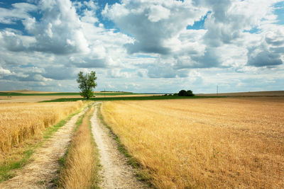 Country road through golden fields, single tree and white clouds on a blue sky