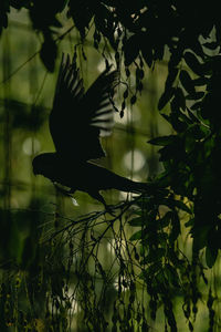 Close-up of silhouette tree against plants