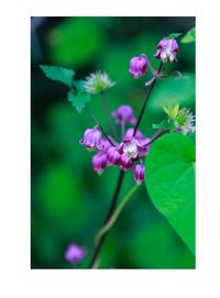 Close-up of pink flowers blooming outdoors