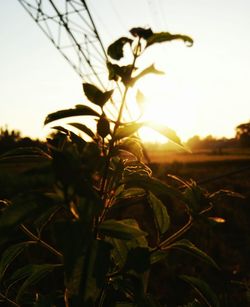 Close-up of silhouette plant against sky during sunset