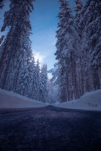 Trees by snow covered road against sky