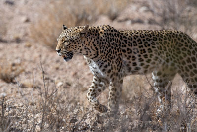 View of a tiger