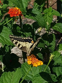 Close-up of butterfly on plant