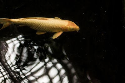 Close-up of fish swimming in water