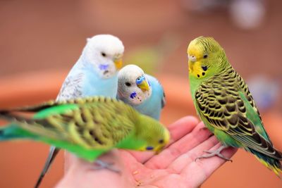 Close-up of parrot perching on hand