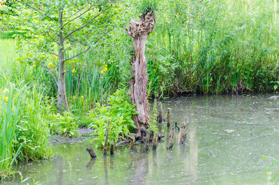 Scenic view of lake in forest