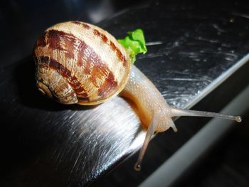 Close-up of snail